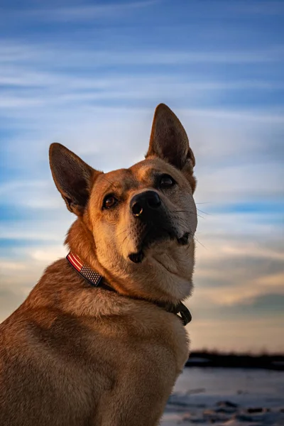 Retrato Lindo Perro —  Fotos de Stock
