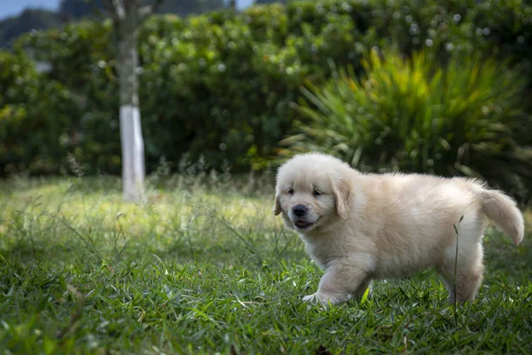 Bonito Cão Parque — Fotografia de Stock