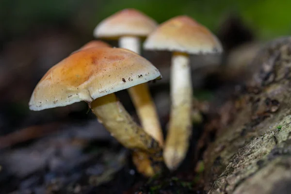 Close White Mushroom Forest — стоковое фото