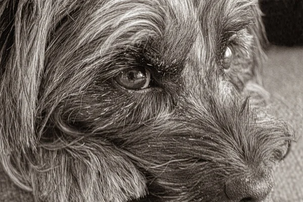 Svart Och Vitt Foto Hund — Stockfoto
