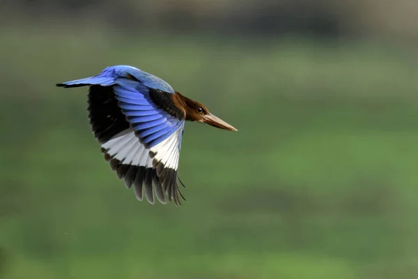 Grand Oiseau Sur Fond Vert — Photo