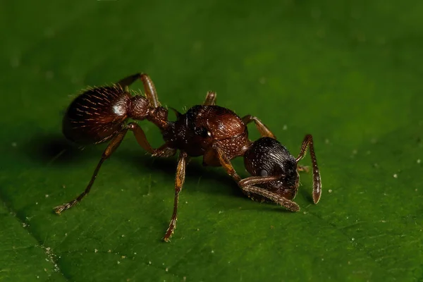 Menutup Dari Laba Laba Pada Daun Hijau — Stok Foto