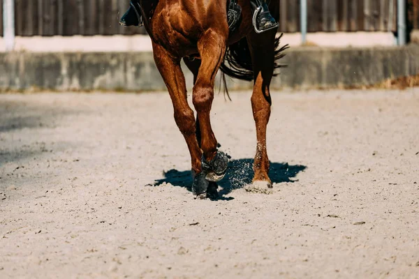 Jinete Caballos Carrera — Foto de Stock