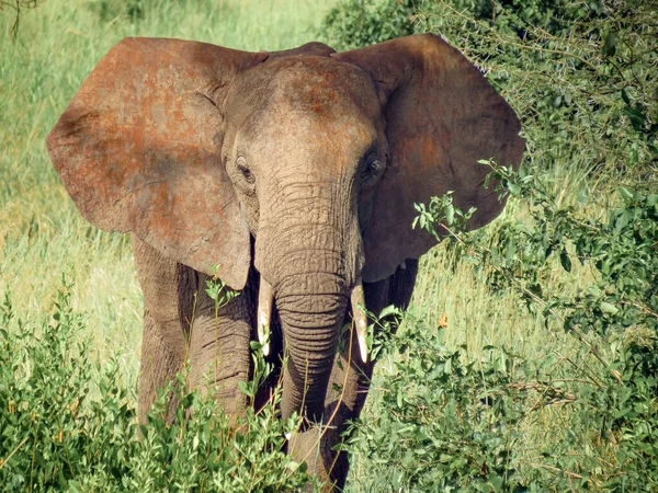 肯尼亚大草原上的非洲象 — 图库照片