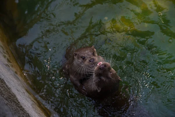 Een Close Shot Van Een Otter Met Bruine Oren — Stockfoto