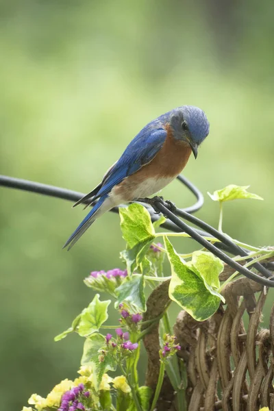 Oiseau Sur Une Branche Arbre — Photo