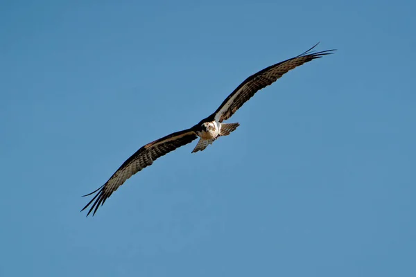 Hermoso Pájaro Volando Cielo — Foto de Stock