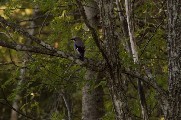 森の鳥 — ストック写真