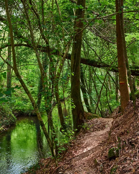 Ormanda Nehri Olan Güzel Bir Manzara — Stok fotoğraf