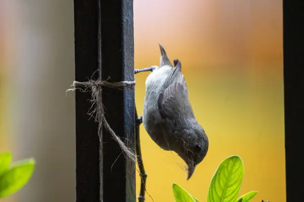 Ein Vogel Sitzt Auf Einem Ast — Stockfoto