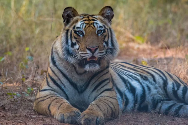 Vista Perto Tigre Selvagem Natureza — Fotografia de Stock