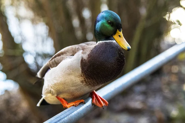 Ente Wasser — Stockfoto