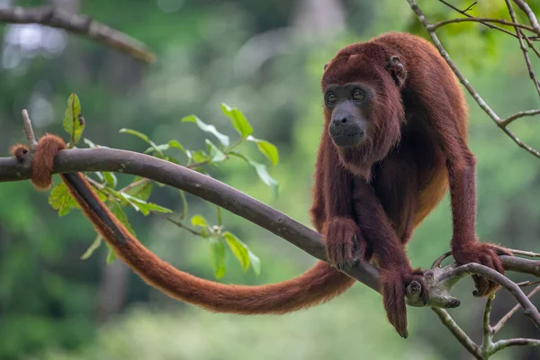 Орангутан Лесу — стоковое фото