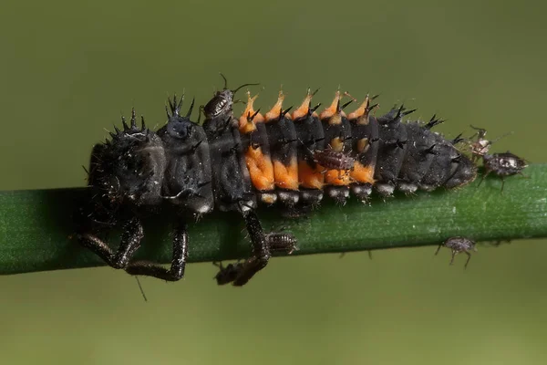 Vahşi Doğada Böceğe Yakın Çekim — Stok fotoğraf