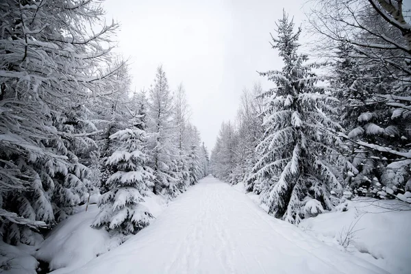 Vinterskog Med Snötäckta Träd — Stockfoto