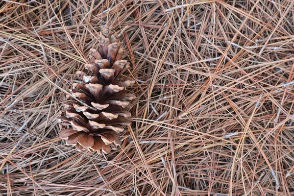 Pine Cone Brown Background — Stock Photo, Image