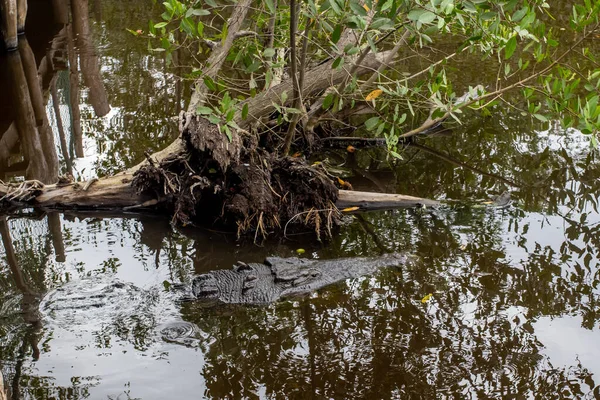 Ein Schöner Blick Auf Den Fluss Wald — Stockfoto