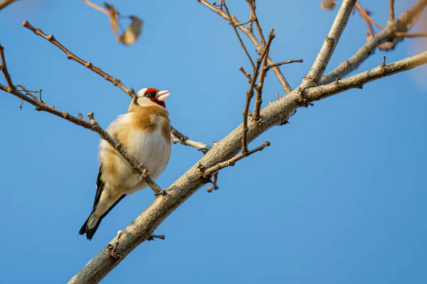 Oiseau Sur Une Branche Arbre Dans Forêt — Photo