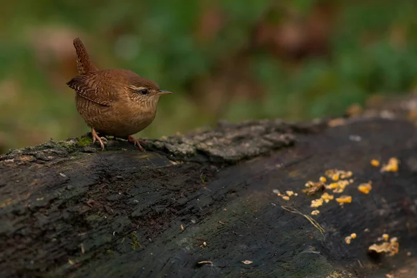 Pájaro Una Rama Árbol — Foto de Stock