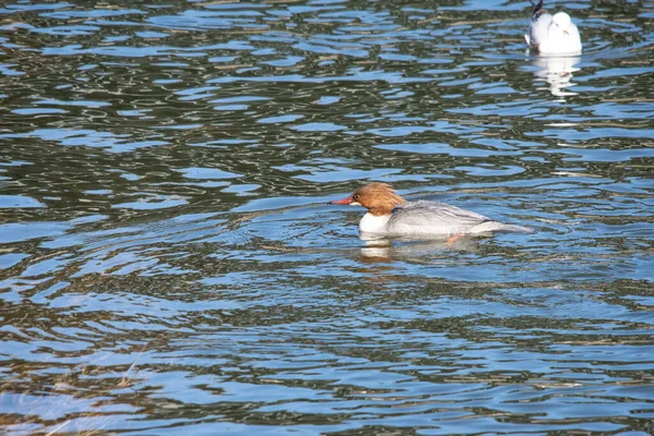 Une Belle Photo Canard Blanc Nageant Dans Eau — Photo