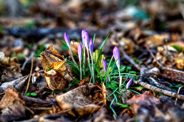 Flores Primavera Floresta — Fotografia de Stock
