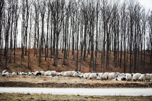 Koyun Sürüsü Tarlada — Stok fotoğraf