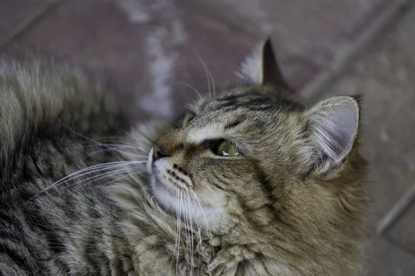 Şirin Kedi Kapat — Stok fotoğraf