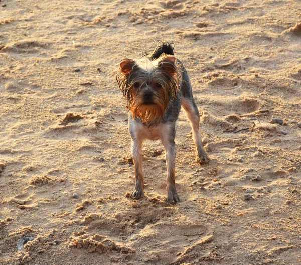 砂の中の犬 — ストック写真