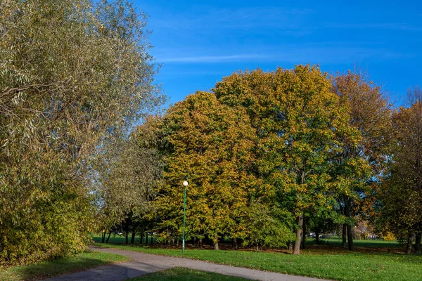 Herfst Landschap Met Bomen Groene Bladeren — Stockfoto