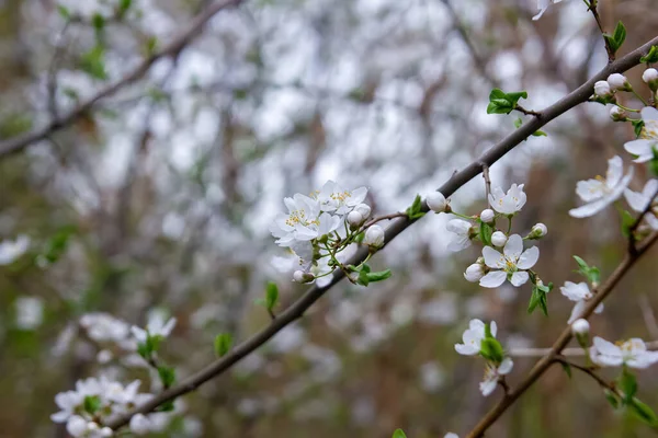 Beau Fond Printemps Avec Des Fleurs Cerisier Blanc — Photo
