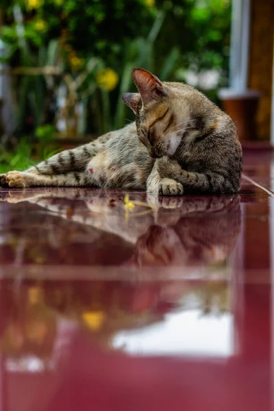 Cat Sitting Floor — Stock Photo, Image