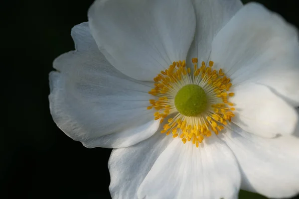 Bela Flor Branca Jardim — Fotografia de Stock