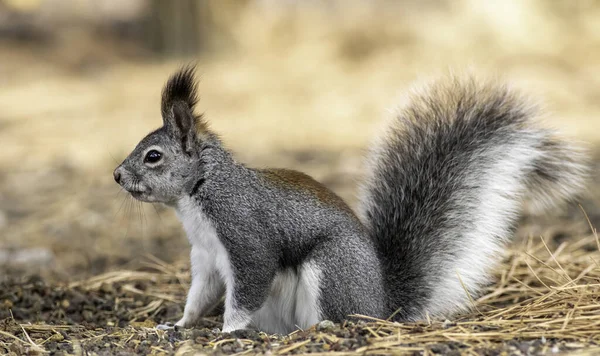 Ekorre Skogen — Stockfoto