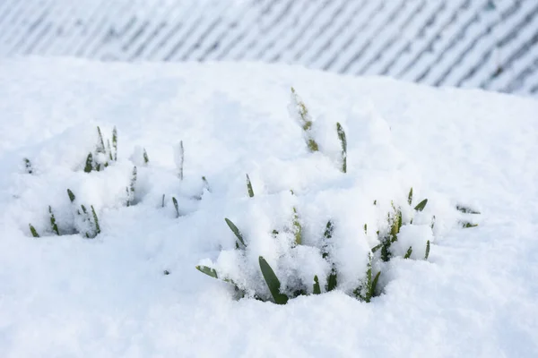 白雪覆盖着毛茸茸的草地 — 图库照片