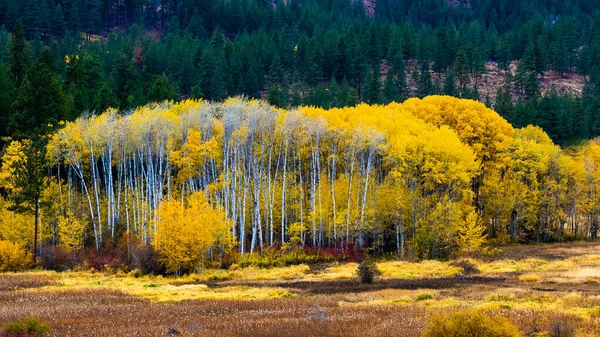 Jesienny Krajobraz Drzewami Lasem — Zdjęcie stockowe