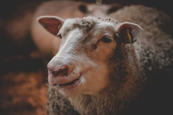 Nahaufnahme Von Schafen Auf Einem Bauernhof Hintergrund — Stockfoto