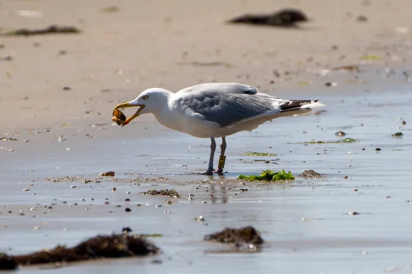 Möwe Strand — Stockfoto