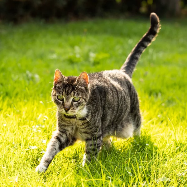 Kat Het Gras Dier — Stockfoto