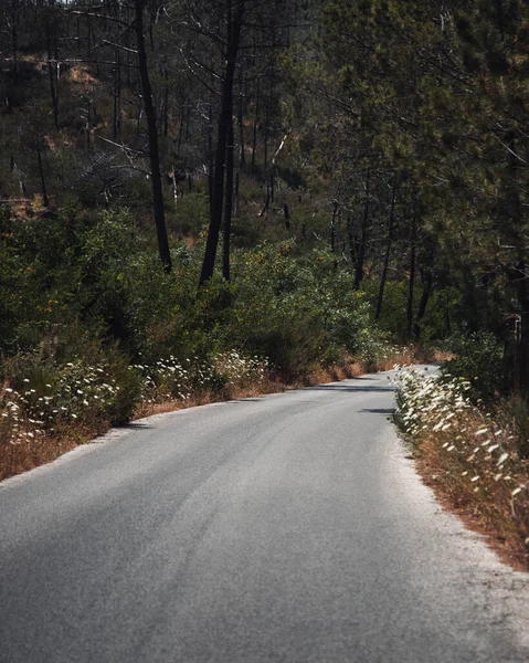 Strada Nel Bosco — Foto Stock