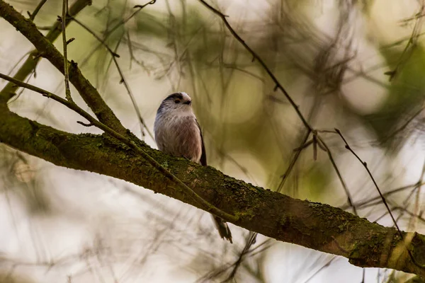 小さな鳥を間近に見ることができます — ストック写真