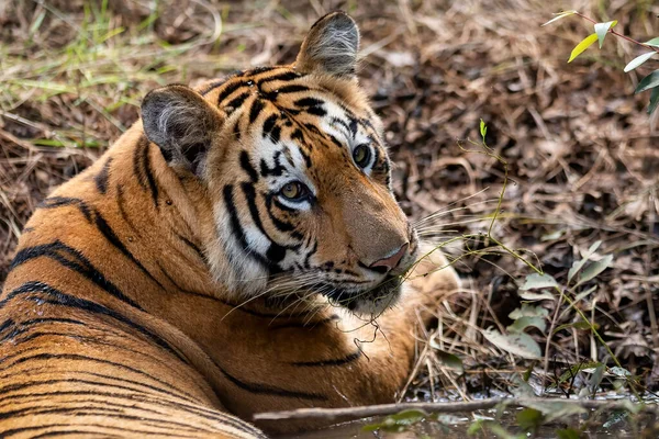 Tygr Zoo Při Pohledu Kameru — Stock fotografie