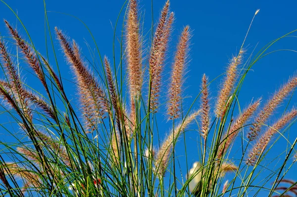 Schöne Aussicht Auf Die Natur — Stockfoto