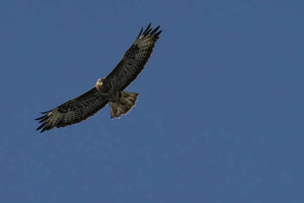 Águila Calva Volando Cielo — Foto de Stock
