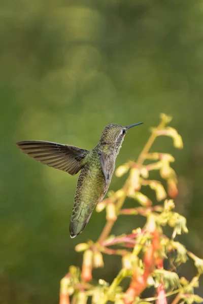 Belle Photo Oiseau Dans Habitat Naturel — Photo