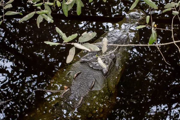 Primo Piano Giovane Bel Drago — Foto Stock