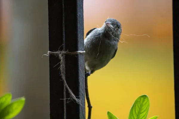 Pták Sedí Větvi — Stock fotografie