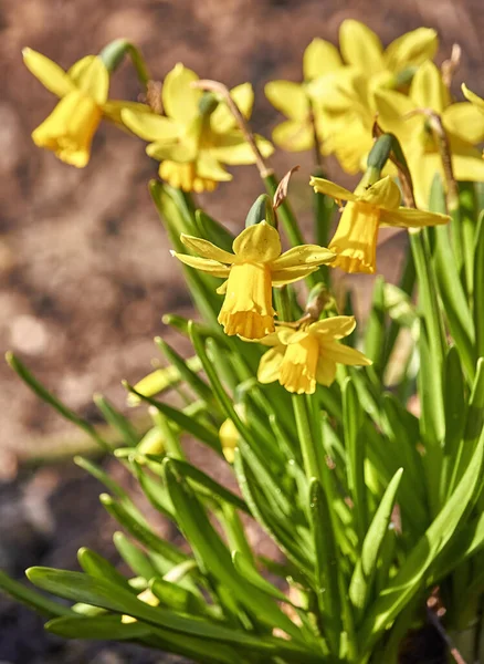Gelbe Narzissen Garten — Stockfoto