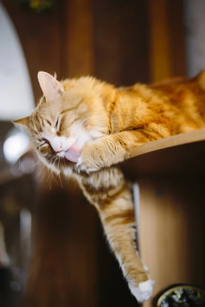 Gatto Carino Sul Tavolo — Foto Stock