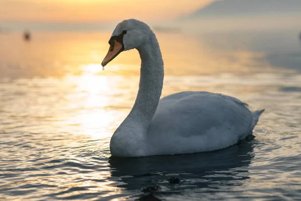 Schwan Auf Dem See — Stockfoto