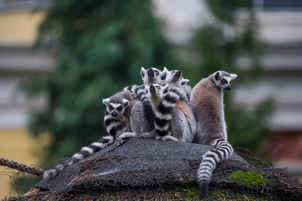Ağaçta Oturan Iki Şirin Lemur — Stok fotoğraf